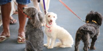 Se refuerza con campaña de vacunación animal prevención de la Zoonosis en Playa del Carmen