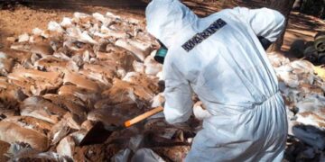 Fuerzas federales desmantelan laboratorios clandestinos en Zacatecas