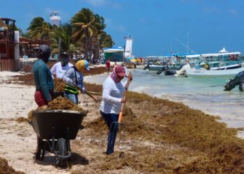 Intensifican en Puerto Morelos limpieza de playas ante el recale de sargazo