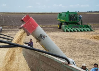 Apuesta Sheinbaum por aumentar producción de maíz blanco en el sur y sureste mexicano