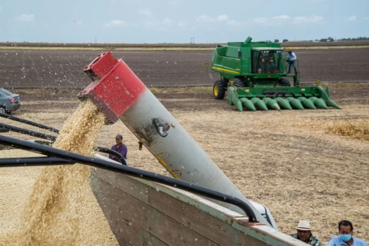 Apuesta Sheinbaum por aumentar producción de maíz blanco en el sur y sureste mexicano