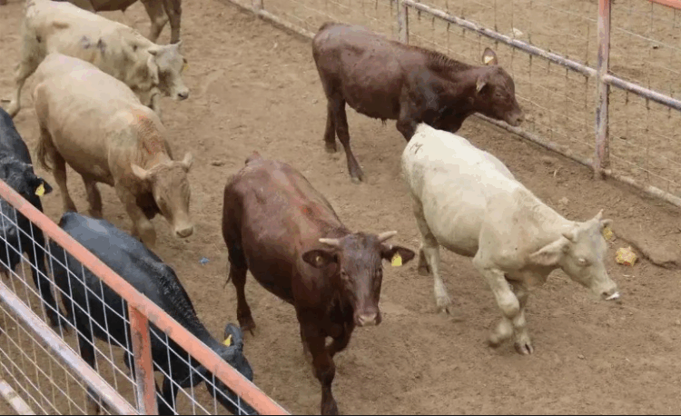 Claudia Sheinbaum: Injusto, bloqueo de EE.UU. a ganado mexicano