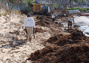 Trabajo intenso  de los tres órdenes de gobierno ante arribo excesivo de sargazo a las costas de Playa del Carmen