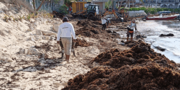 Trabajo intenso  de los tres órdenes de gobierno ante arribo excesivo de sargazo a las costas de Playa del Carmen