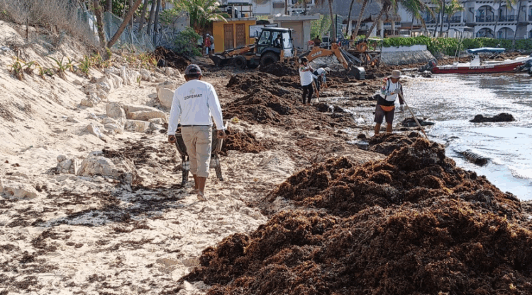 Trabajo intenso  de los tres órdenes de gobierno ante arribo excesivo de sargazo a las costas de Playa del Carmen