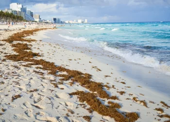 Crisis del sargazo, en puerta