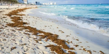 Crisis del sargazo, en puerta