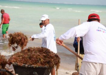 Atiende Gobierno de Isla Mujeres oportunamente recale atípico de sargazo en Playa Norte