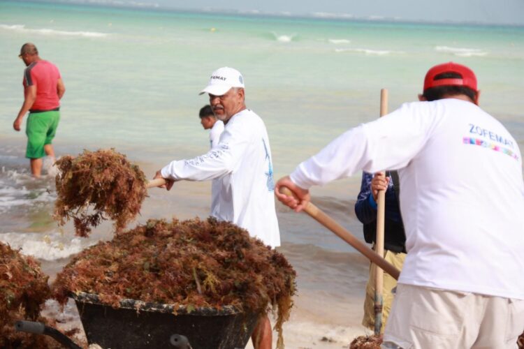 Atiende Gobierno de Isla Mujeres oportunamente recale atípico de sargazo en Playa Norte