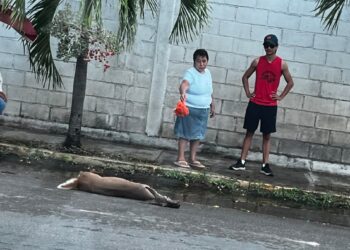 Fallece venado atropellado en Chetumal