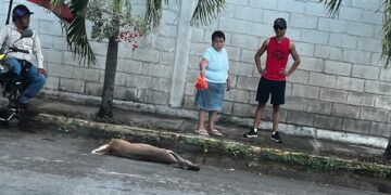 Fallece venado atropellado en Chetumal