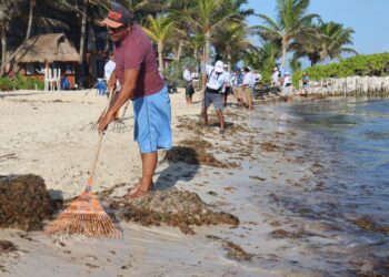Retira Zofemat Isla Mujeres más de 130 toneladas de sargazo en Playa Norte