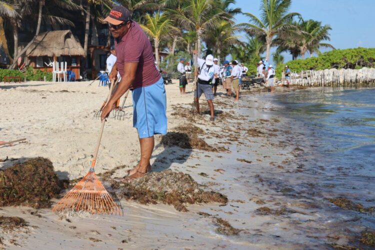 Retira Zofemat Isla Mujeres más de 130 toneladas de sargazo en Playa Norte