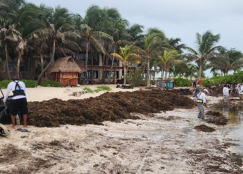 Retira Gobierno Municipal cerca de 200 toneladas de sargazo el fin de semana en Isla Mujeres