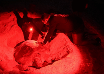 Refuerza Gobierno de Isla Mujeres vigilancia en las playas de anidación de la tortuga marina