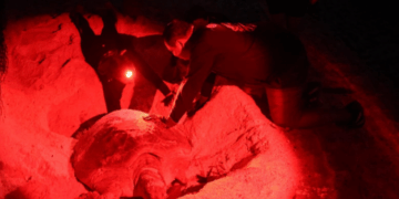 Refuerza Gobierno de Isla Mujeres vigilancia en las playas de anidación de la tortuga marina