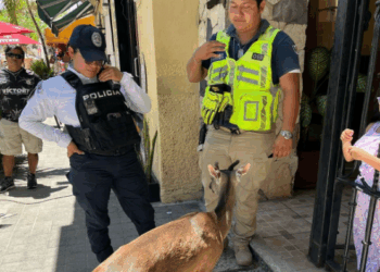 Protege Gobierno de Estefanía Mercado la fauna silvestre con atención especializada