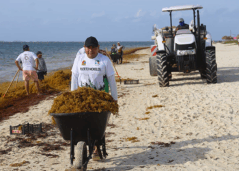 Puerto Morelos participa en la Primera Jornada Estatal de Limpieza de Sargazo y Microplásticos