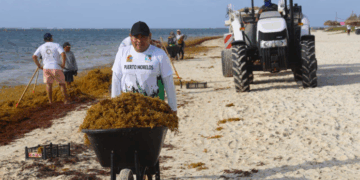 Puerto Morelos participa en la Primera Jornada Estatal de Limpieza de Sargazo y Microplásticos