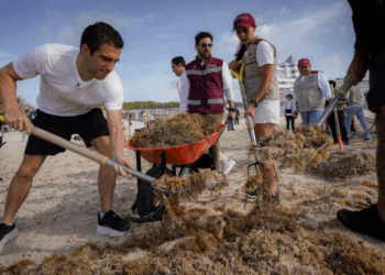 Gino Segura se une a jornada de limpieza de sargazo