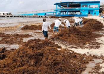 Refuerza Gobierno de Estefanía Mercado estrategia contra el sargazo en Playa del Carmen