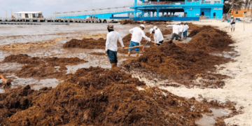 Refuerza Gobierno de Estefanía Mercado estrategia contra el sargazo en Playa del Carmen