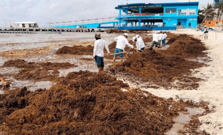 Refuerza Gobierno de Estefanía Mercado estrategia contra el sargazo en Playa del Carmen