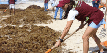 Se distingue Cancún por respuesta efectiva ante sargazo