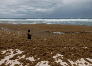 Gobierno de Cancún rentara más maquinaria para retiro de sargazo