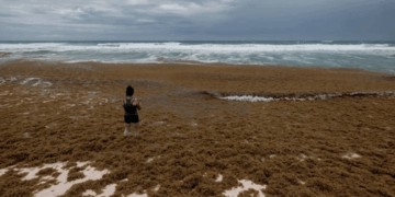 Gobierno de Cancún rentara más maquinaria para retiro de sargazo