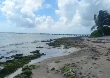 Más de 164 toneladas de sargazo recolectó la Marina en un día