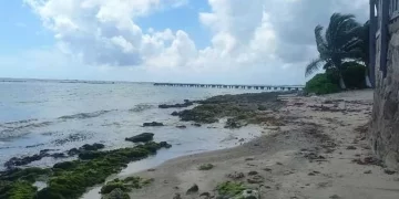 Más de 164 toneladas de sargazo recolectó la Marina en un día