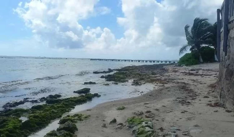 Más de 164 toneladas de sargazo recolectó la Marina en un día