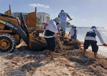 Contratan en Playa del Carmen a más personal para retirar sargazo