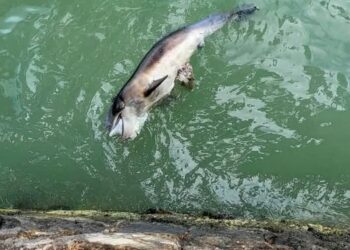 Recala cría de delfín sin vida en Calderitas