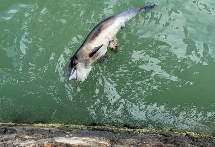 Recala cría de delfín sin vida en Calderitas