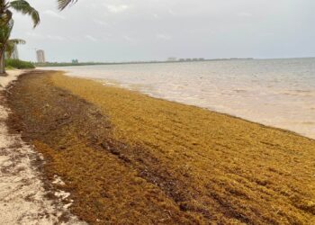 Pocas cancelaciones de turistas por sargazo en Cancún