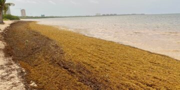 Pocas cancelaciones de turistas por sargazo en Cancún