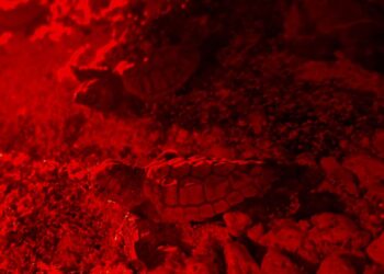 Nacen primeras tortuguitas marinas de la temporada 2025 en Isla Mujeres