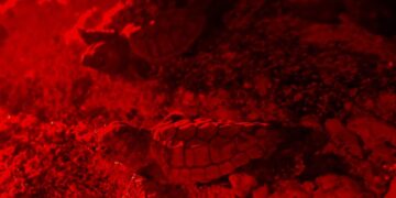Nacen primeras tortuguitas marinas de la temporada 2025 en Isla Mujeres