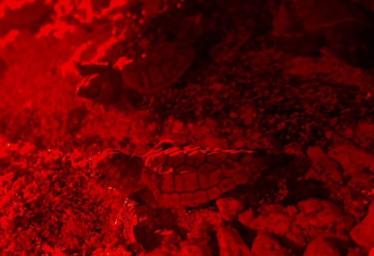 Nacen primeras tortuguitas marinas de la temporada 2025 en Isla Mujeres