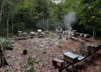 Estefanía Mercado impulsa campaña contra plaga que amenaza a las abejas y al campo de Playa del Carmen