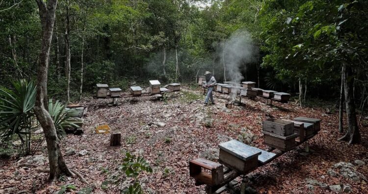 Estefanía Mercado impulsa campaña contra plaga que amenaza a las abejas y al campo de Playa del Carmen
