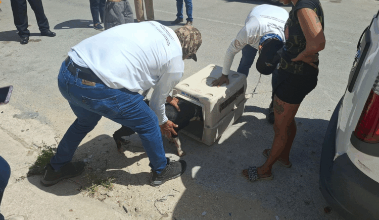 Estefanía Mercado: En Playa del Carmen, tolerancia cero al maltrato animal