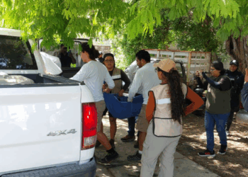 En Playa del Carmen rescatan a venado herido