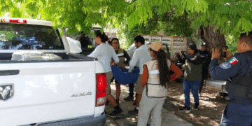En Playa del Carmen rescatan a venado herido