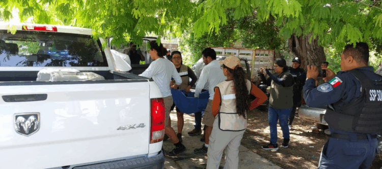 En Playa del Carmen rescatan a venado herido