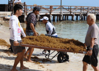 Atiende Gobierno de Isla Mujeres oportunamente recale atípico de sargazo en Playa Norte