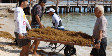 Atiende Gobierno de Isla Mujeres oportunamente recale atípico de sargazo en Playa Norte