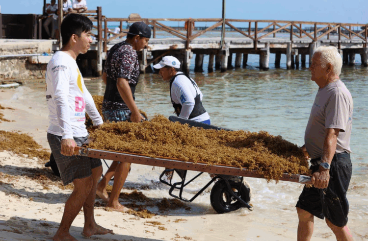 Atiende Gobierno de Isla Mujeres oportunamente recale atípico de sargazo en Playa Norte